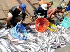 Giá Cá Tra Giảm Xuống Dưới 20.000 Đồng/kg