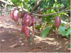 Nông Dân Bến Tre Thu Lãi Cao Từ Cây Cacao