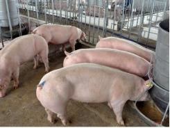 Chăn nuôi lợn an toàn sinh học tại Sơn Động Bắc Giang