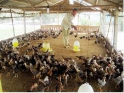 Chăn nuôi gà theo hướng hàng hóa và bền vững giải pháp nào tạo đột phá