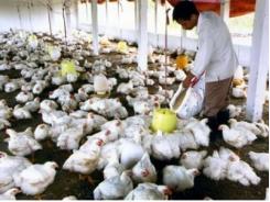 Sẽ ngừng nuôi gà công nghiệp ở VN