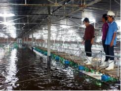 284 tỉ đồng đầu tư dự án ứng dụng công nghệ cao trong nuôi tôm tại Phù Cát (Bình Định)