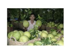 Trái cây Việt Nam vào các thị trường khó tính tăng gấp rưỡi
