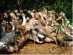 Tiêu hủy gần hơn nghìn con vịt bị dịch H5N1