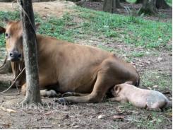 Chuyện lạ xứ Nghệ: Bò mẹ cho lợn con bú