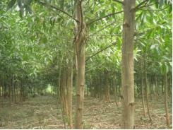 Kỹ thuật trồng cây keo thu hoạch gỗ nhanh