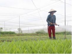 Ra ngoại ô Sài Gòn mở trang trại thuê đất trồng rau