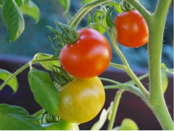 Một số loại bệnh hại trên cây cà chua và biện pháp phòng trừ - Phần 1