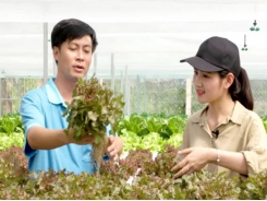 Nông dân An Giang trồng rau thuỷ canh theo công nghệ Israel
