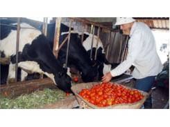 Lâm Đồng Trước Ngưỡng “Bội Thực” Bò Sữa