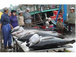Đề Nghị Sản Xuất Thử Thiết Bị Câu Cá Ngừ Đại Dương Tại Bình Định