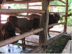 Tập trung khống chế bệnh lở mồm long móng cho gia súc