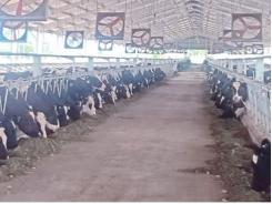Phát triển chăn nuôi bò sữa bước đột phá của ngành chăn nuôi