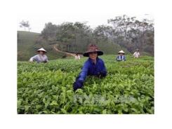 Không có dư lượng thuốc bảo vệ thực vật trong chè Phú Thọ