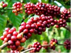12,5 triệu USD phát triển cà phê bền vững