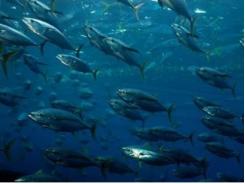 Phát triển nuôi cá biển có giá trị kinh tế cao để xuất khẩu