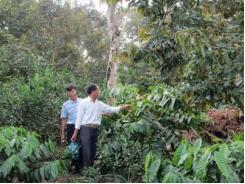 Toàn tỉnh Đắk Lắk có 70.800 ha cà phê đạt chứng nhận 4C