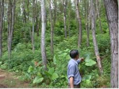 Phát triển vùng nguyên liệu rừng trồng thua trên sân nhà