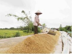 VN trúng thầu gần 1,5 triệu tấn gạo nông dân tiếc vì hết lúa
