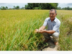 Ngưỡng mộ người sản xuất lúa giống thu hơn nửa tỷ đồng/năm