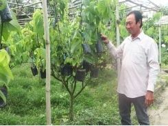 Lão nông trở thành tỷ phú từ sản xuất cây giống ở xã cù lao