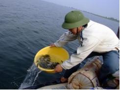 Chuẩn bị thả gần 800.000 con cá giống vào hồ Dầu Tiếng