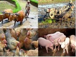 Đề xuất nhiều chính sách hỗ trợ phát triển nông nghiệp - nông thôn