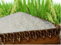 Gạo Việt khó được mùa khi gia nhập TPP
