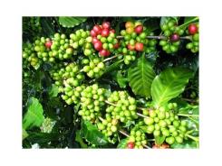 Giá cà phê trong nước giảm 300 ngàn đồng/tấn