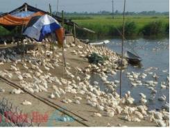 Gia trại vịt chạy đồng ở Hương Phong