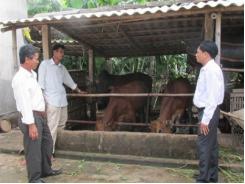 Hiệu quả từ mô hình trồng cỏ nuôi bò nhốt ở Triệu Phong 