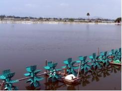 Hơn 300 ha mặt nước ở Tuy Phước bị ngọt hóa nhiễm phèn nặng người nuôi trồng thủy sản chờ giải pháp bền vững