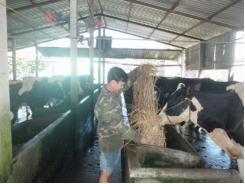 Nông dân bán bò sữa trốn chạy TPP