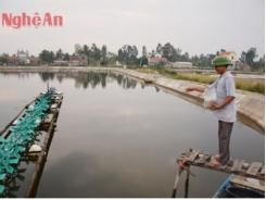 Nông dân Quỳnh Lưu đầu tư nuôi vụ 3