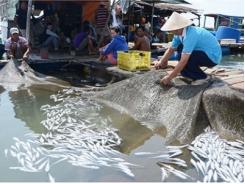 Vụ cá chết hàng loạt trên sông Chà Và các DN chế biến hải sản chưa đồng ý mức bồi thường