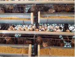 Trứng cút đóng lon xuất khẩu thu chục tỷ mỗi năm