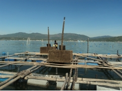 Phú Yên: Mô hình nuôi tôm hùm bằng chế phẩm sinh học