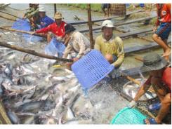 Tổng Giá Trị Cá Tra Xuất Khẩu Ở Đồng Bằng Sông Cửu Long Đạt 1,6 Tỷ USD