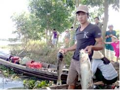 Cá Chết Trắng Bửng, Gây Thiệt Hại Hàng Trăm Triệu Đồng