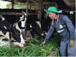 Mô hình nuôi bò sữa giúp đồng bào Khmer giảm nghèo bền vững