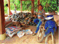 Dùng phân Lâm Thao “trị” đất dốc, nông dân Sơn La lợi lớn