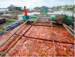 Nguyên tắc chung nuôi cá đảm bảo vệ sinh an toàn thực phẩm