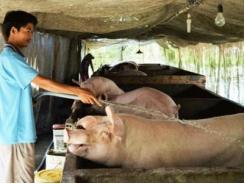 Giá lợn hơi giảm mạnh, khó bán: Nông dân chờ Chính phủ “giải cứu”