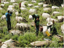 Lệnh cấm đưa ong ngoại vào địa bàn của Hà Giang là trái luật