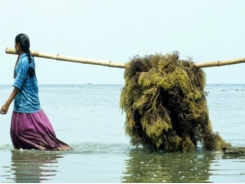 Ấn Độ chống biến đổi khí hậu bằng rong biển