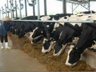 Bệnh nấm da lông ở bò sữa - Nguyên nhân và cách phòng trị
