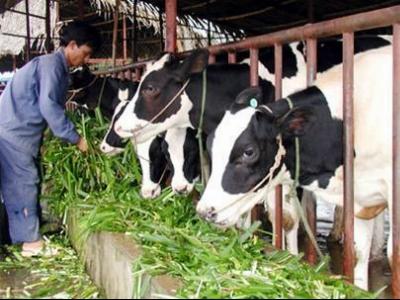 Kỹ thuật chăn nuôi bò lấy sữa sau đẻ