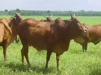 Mô hình nuôi bò sinh sản