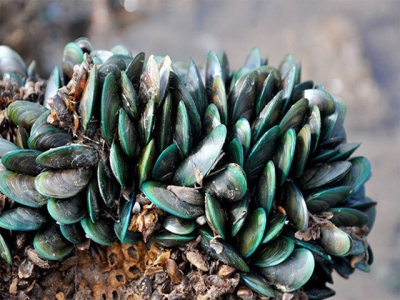 Hiệu quả nuôi vẹm xanh khu bãi bồi ven biển tại Kiên Giang