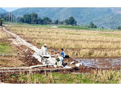 Hơn 600ha Lúa Nguy Cơ Thiếu Nước Ở Lào Cai